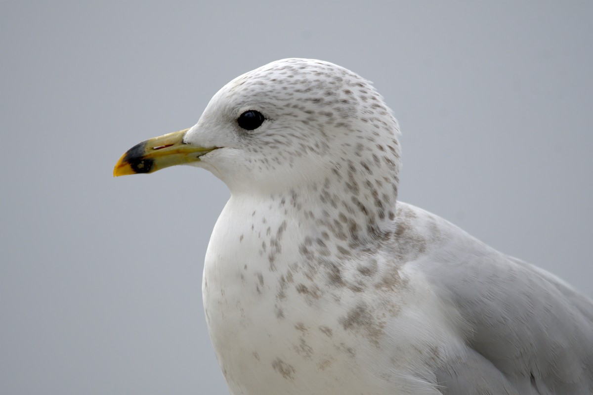 Ring-billed Gull - ML643795227