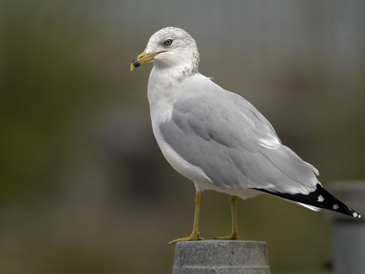 Ring-billed Gull - ML643795228
