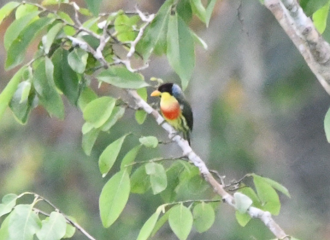 Lemon-throated Barbet - ML643795230