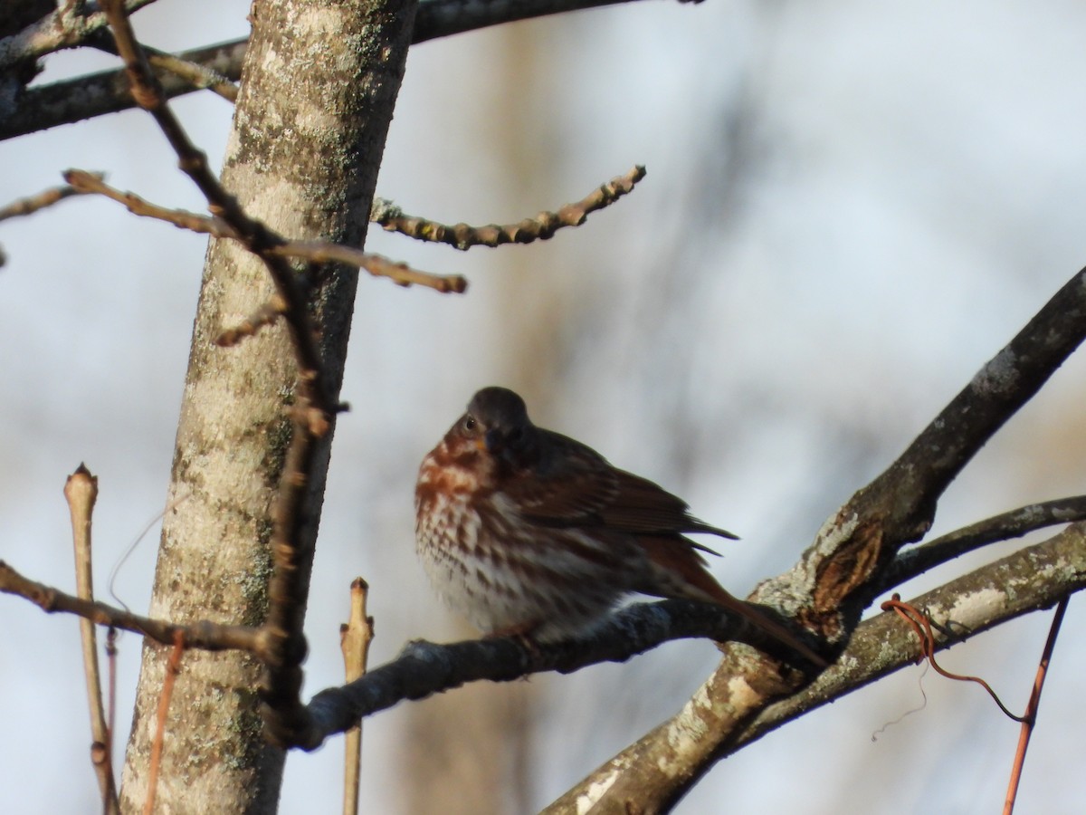Fox Sparrow - ML643795233
