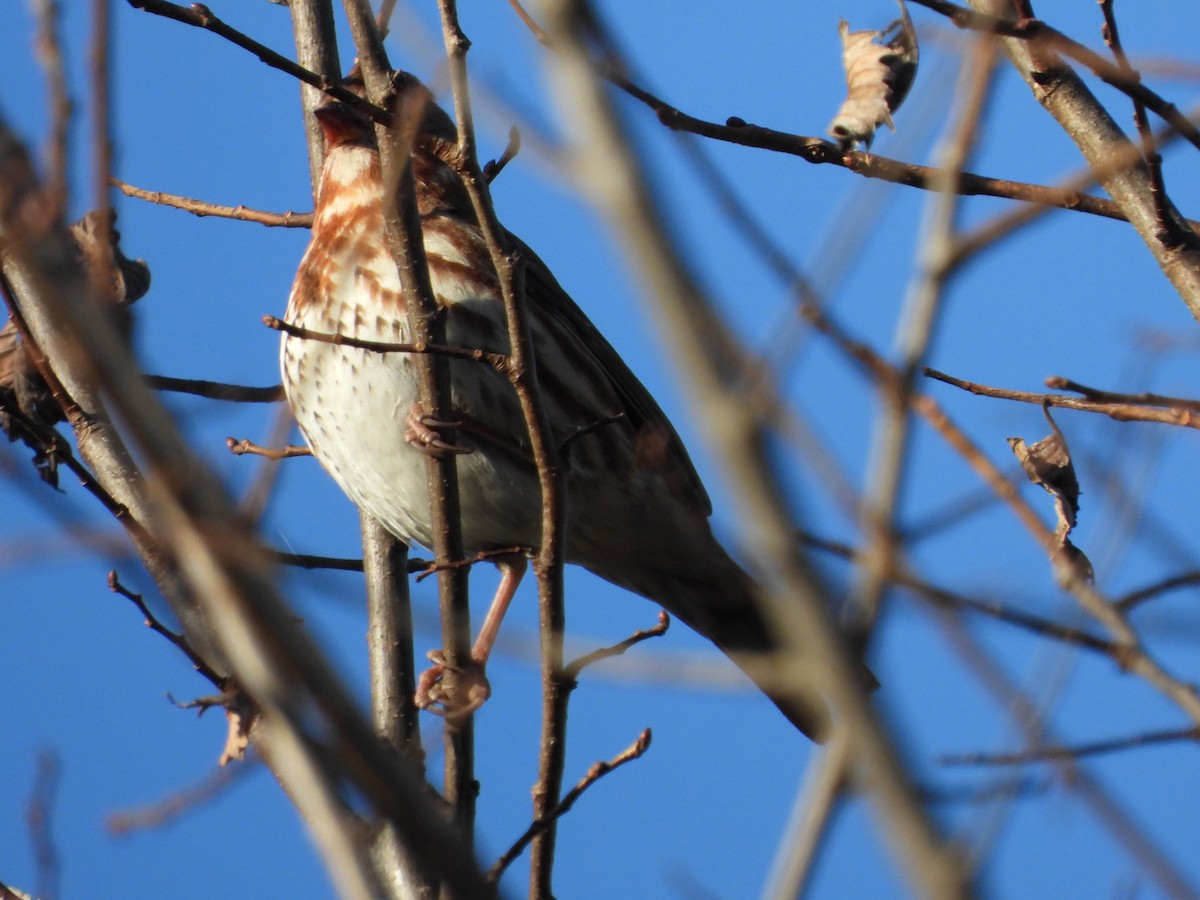 Fox Sparrow - ML643795234