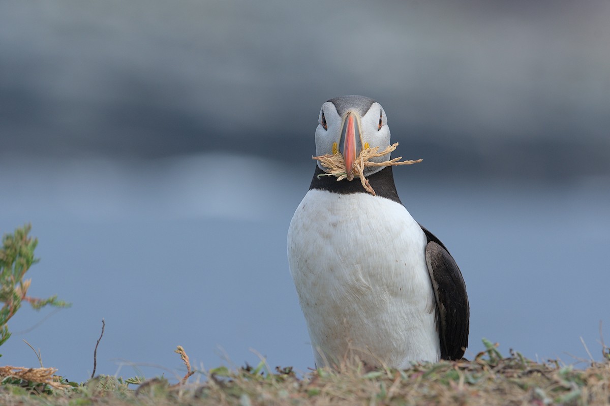 Atlantic Puffin - ML643795235