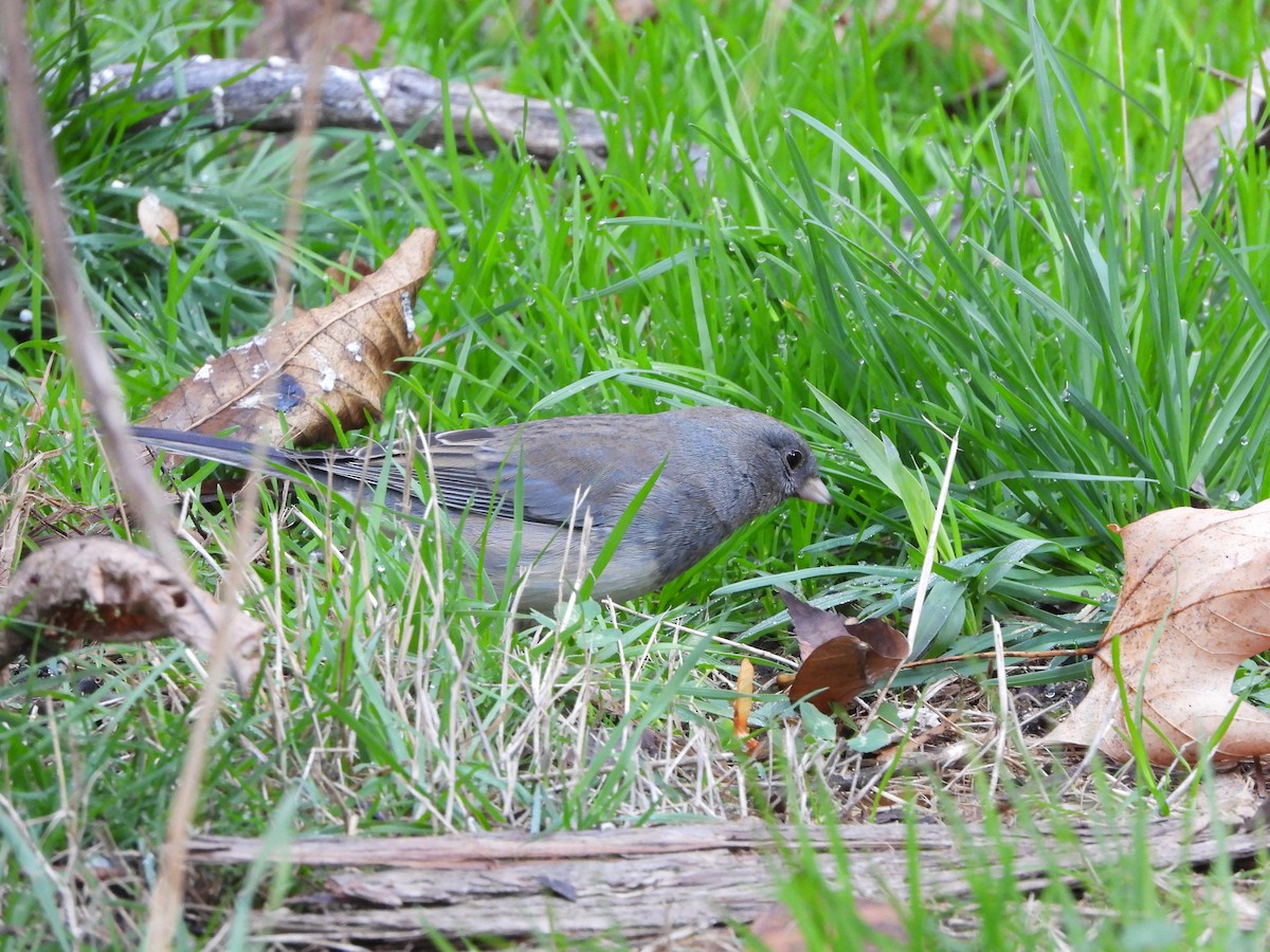 Dark-eyed Junco - ML643795240