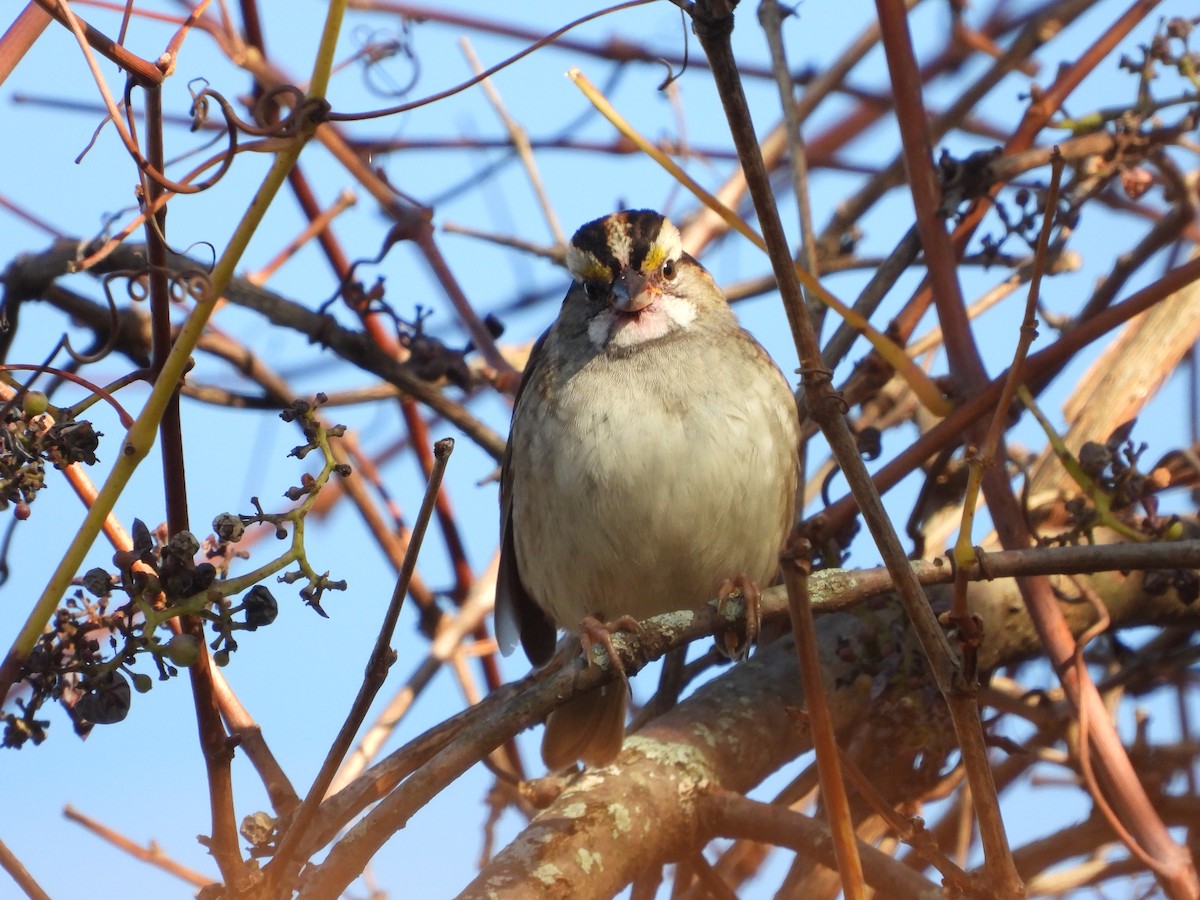 White-throated Sparrow - ML643795248