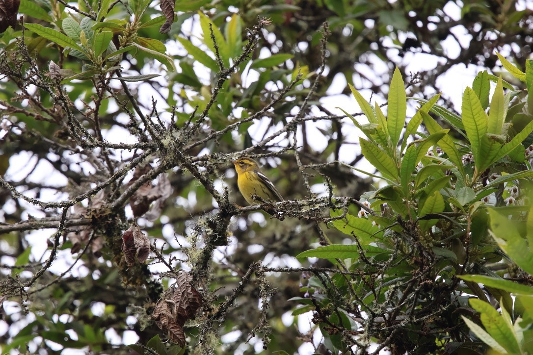 Blackburnian Warbler - ML643795266
