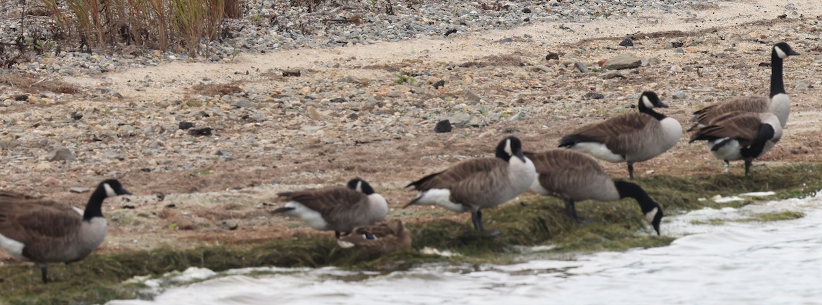 Canada Goose - ML643795272