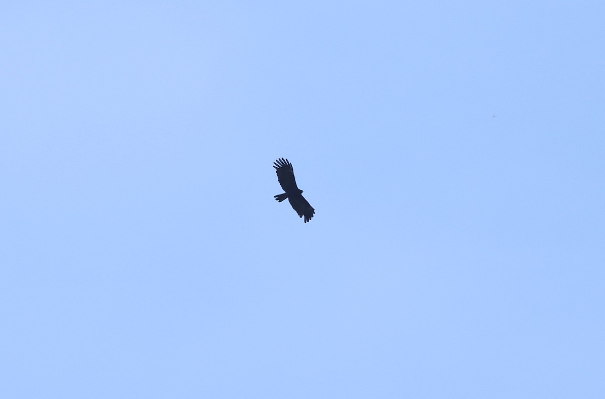 Águila Milana - ML643795274