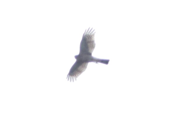 Sharp-shinned Hawk - ML643795282