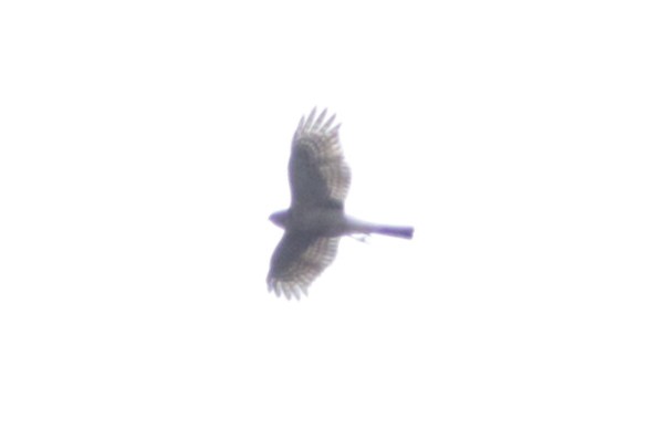 Sharp-shinned Hawk - ML643795283