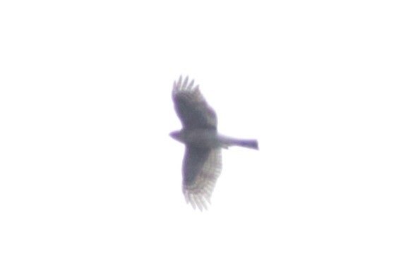 Sharp-shinned Hawk - ML643795284