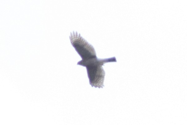 Sharp-shinned Hawk - ML643795285