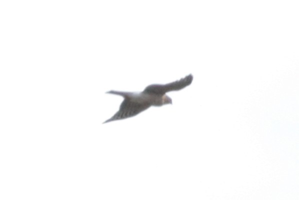 Sharp-shinned Hawk - ML643795286