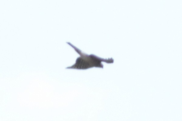 Sharp-shinned Hawk - ML643795287