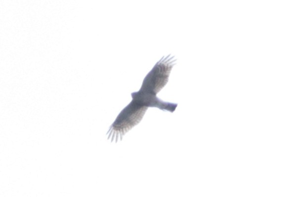 Sharp-shinned Hawk - ML643795288
