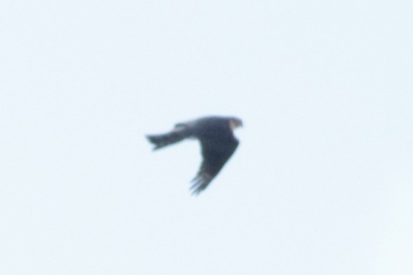 Sharp-shinned Hawk - ML643795289