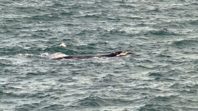 Southern Right Whale - ML643795303