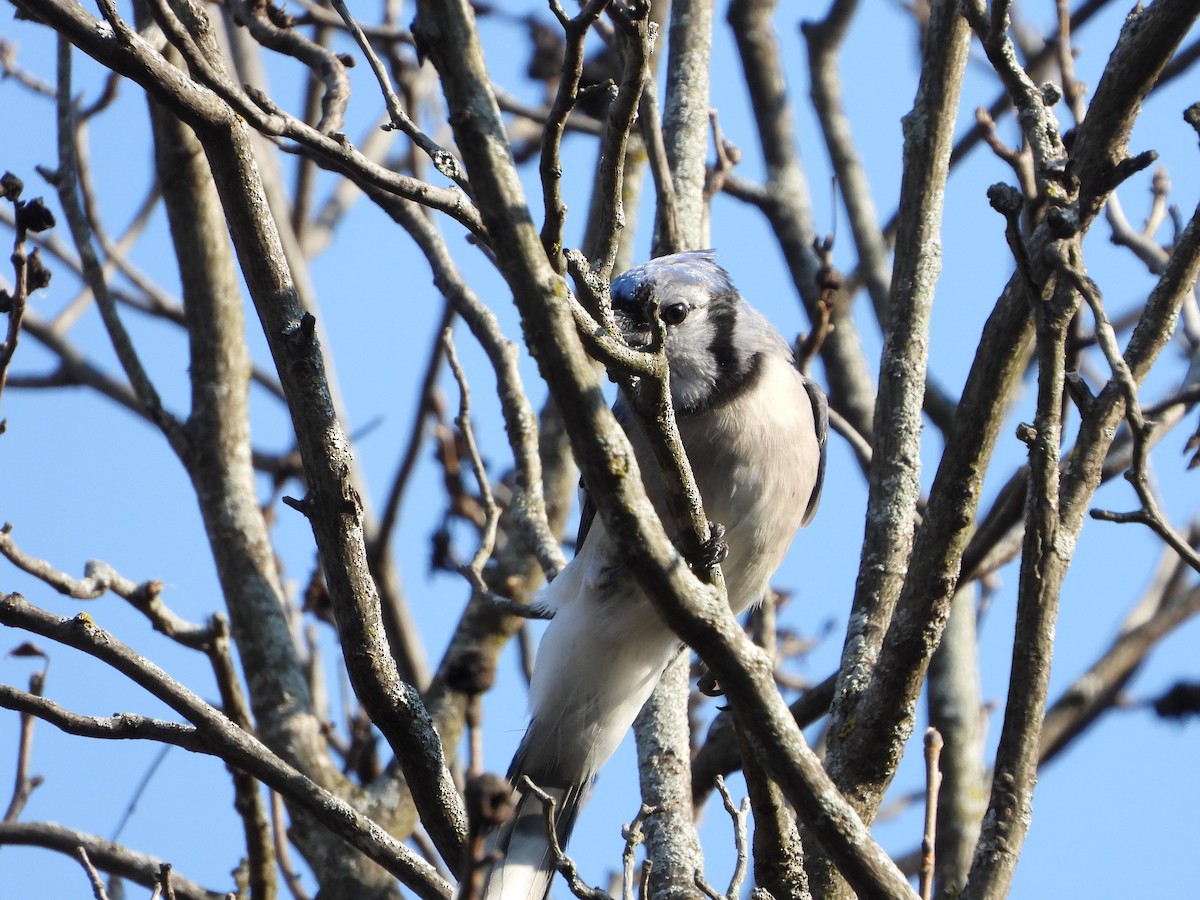 Blue Jay - ML643795308