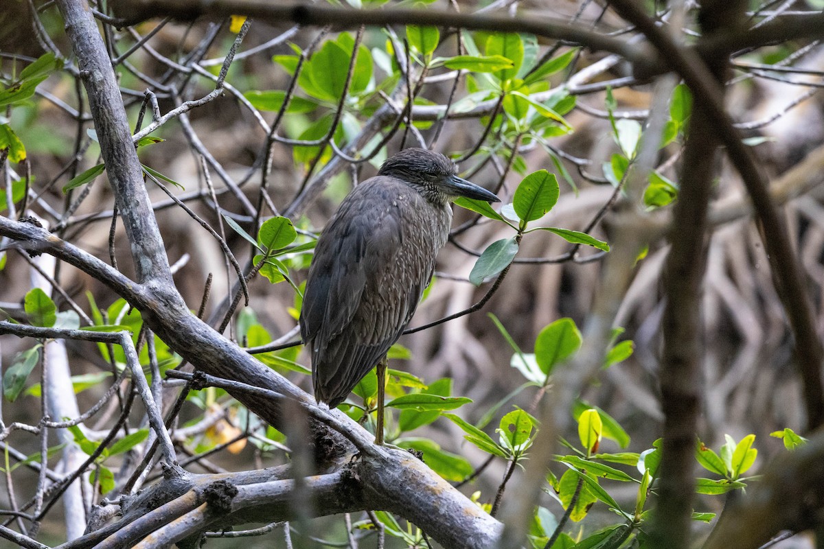 Yellow-crowned Night Heron - ML643795326