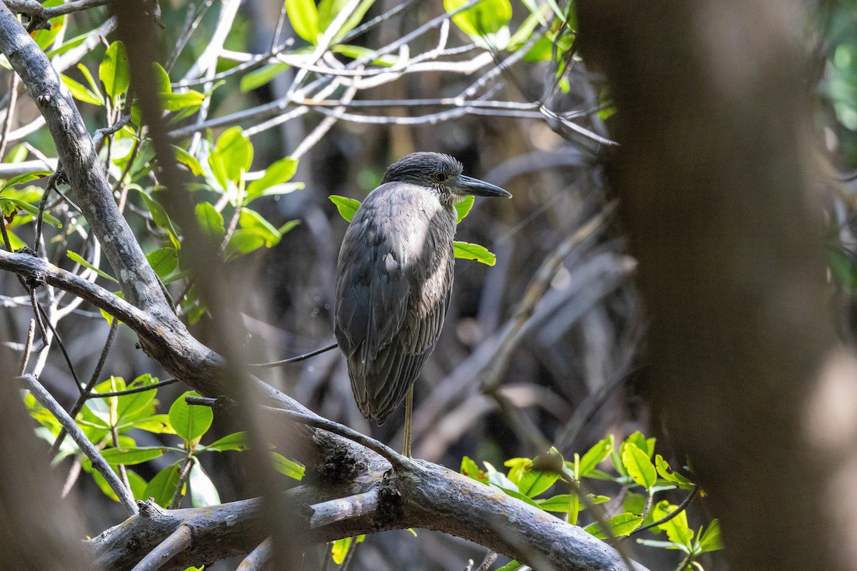 Yellow-crowned Night Heron - ML643795327