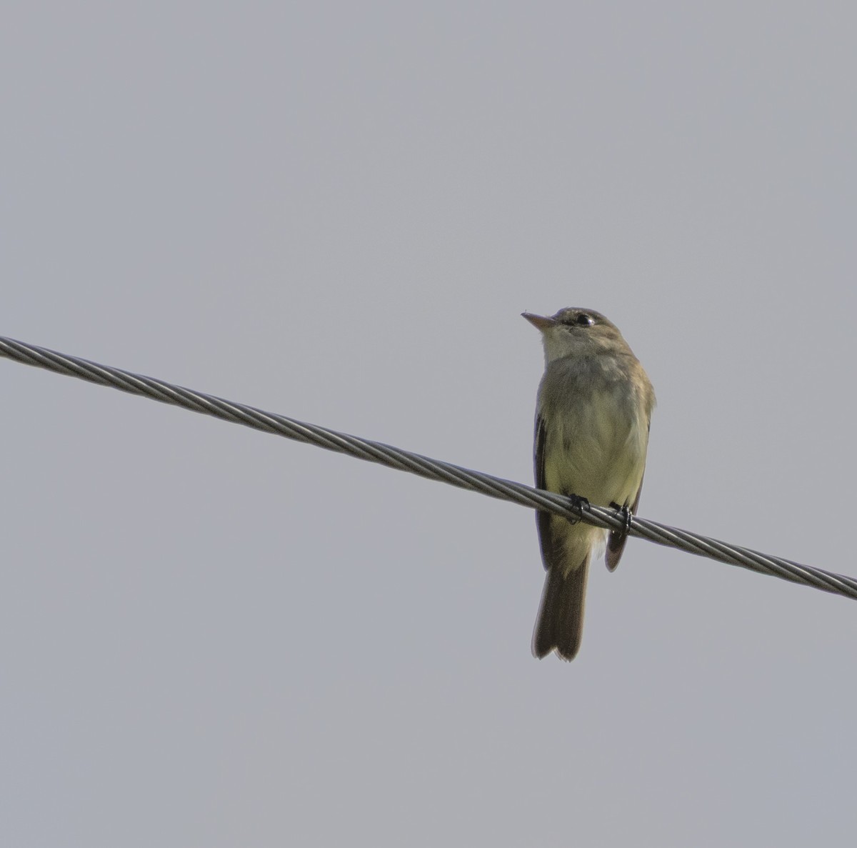 Alder Flycatcher - ML643795329