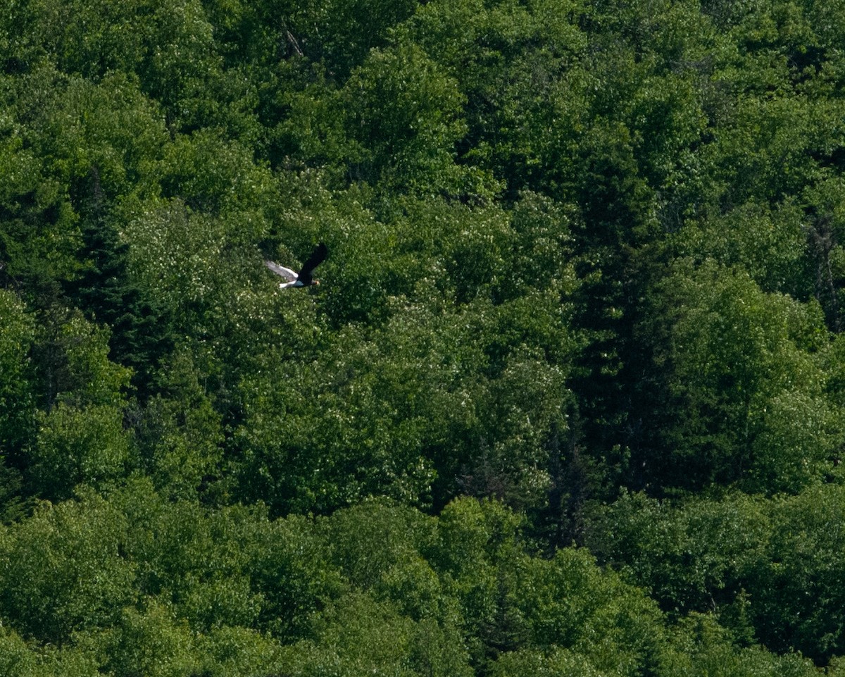 Steller's Sea-Eagle - ML643795338