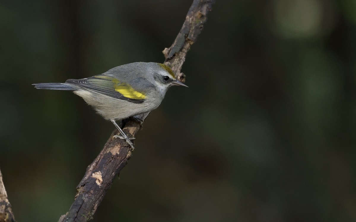 Golden-winged Warbler - ML643795346