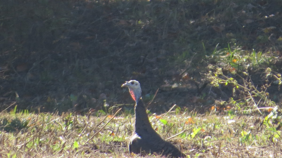 Wild Turkey - ML643795366