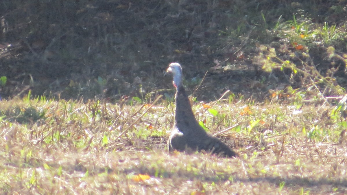 Wild Turkey - ML643795367