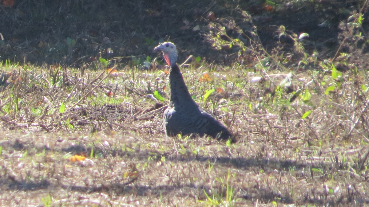 Wild Turkey - ML643795368
