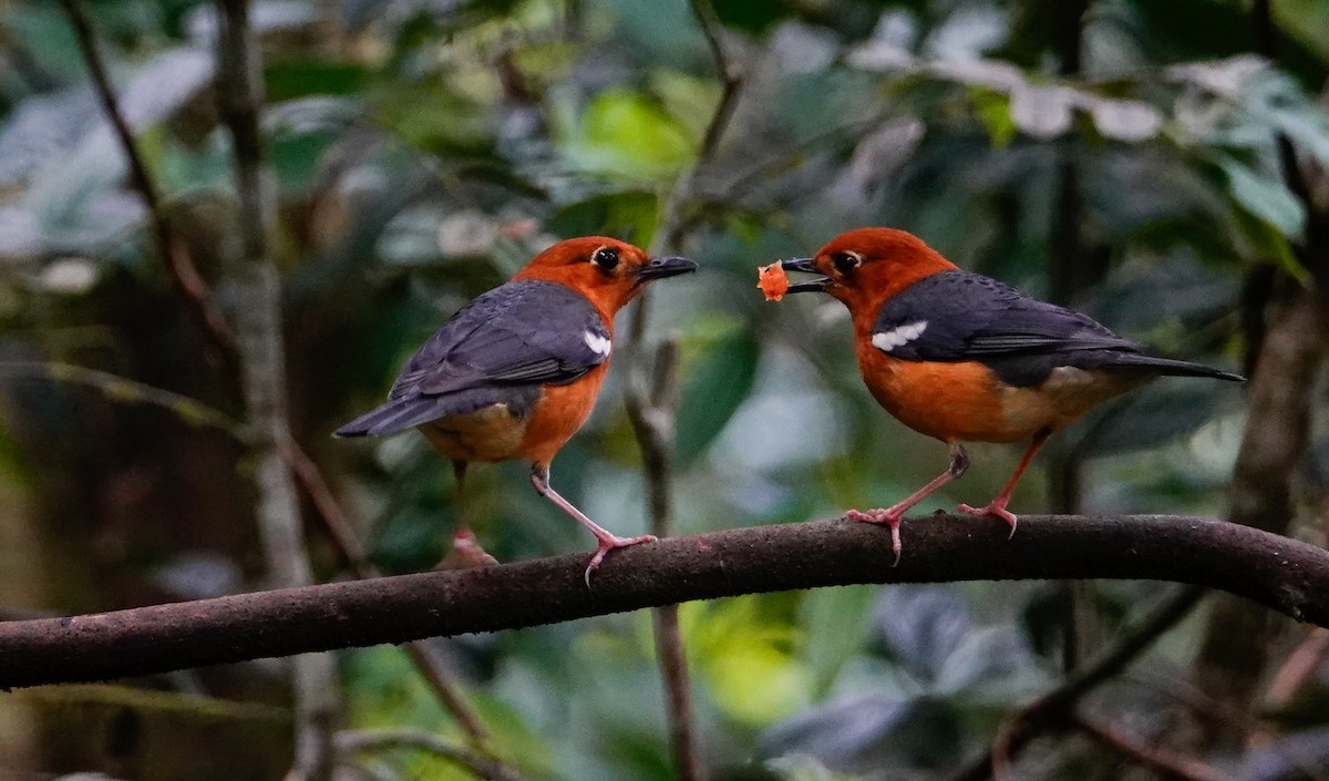Orange-headed Thrush - ML643795372