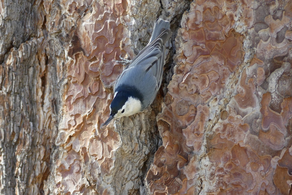 White-breasted Nuthatch - ML643795377