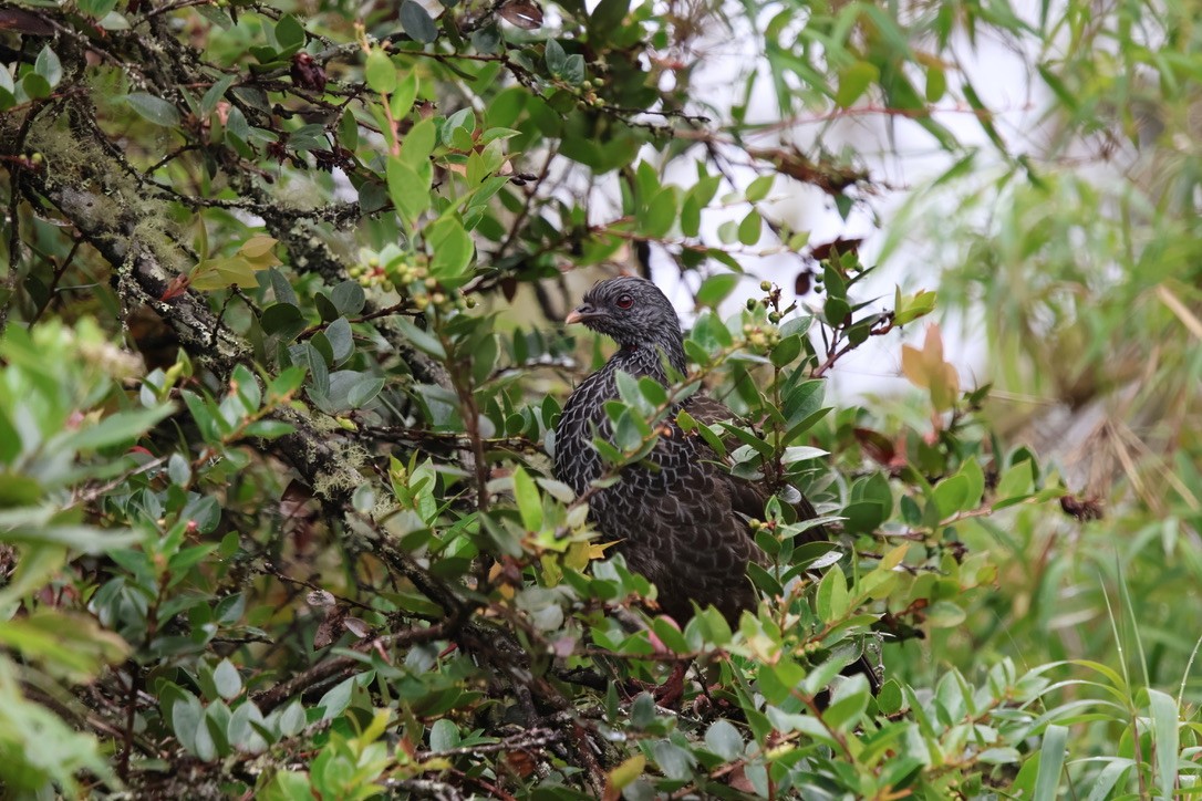 Andean Guan - ML643795400
