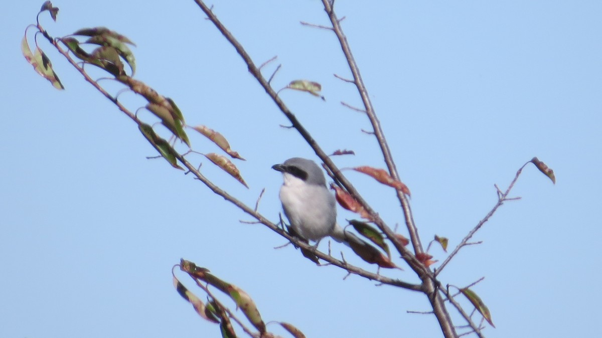 Loggerhead Shrike - ML643795405