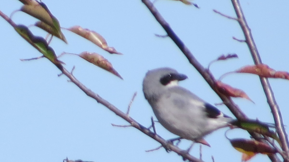 Loggerhead Shrike - ML643795407