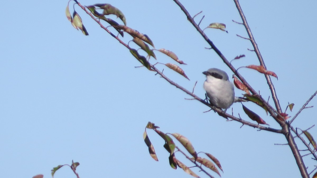 Loggerhead Shrike - ML643795409