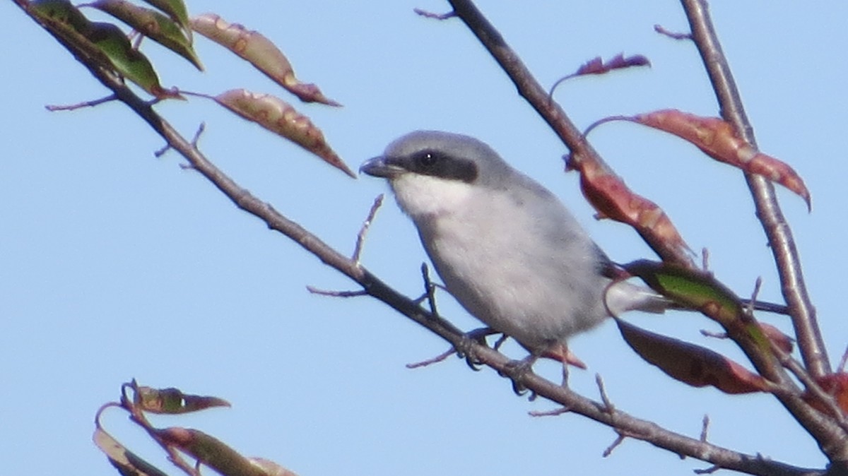 Loggerhead Shrike - ML643795412