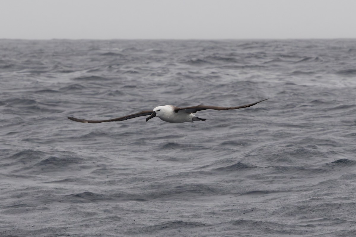 Indian Yellow-nosed Albatross - ML643795417