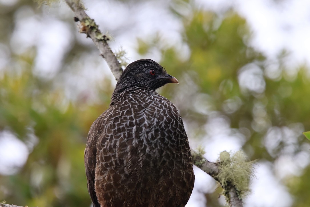 Andean Guan - ML643795422