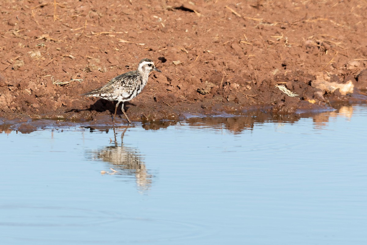 American Golden-Plover - ML643795435