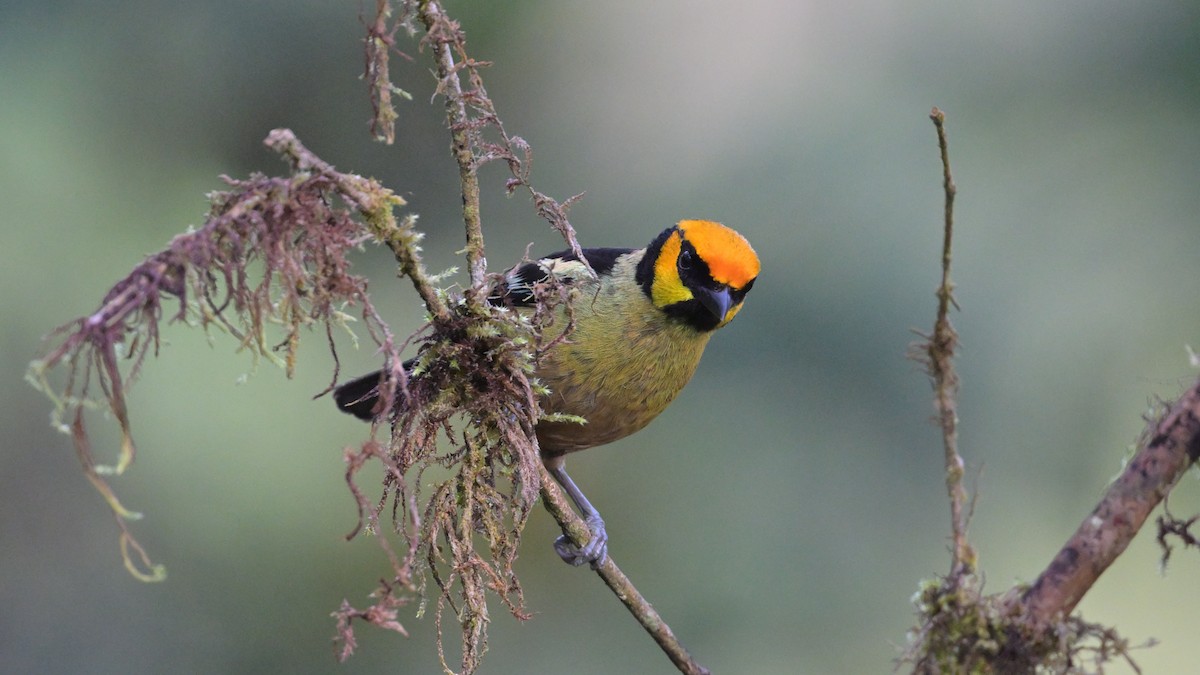 Flame-faced Tanager - ML643795437
