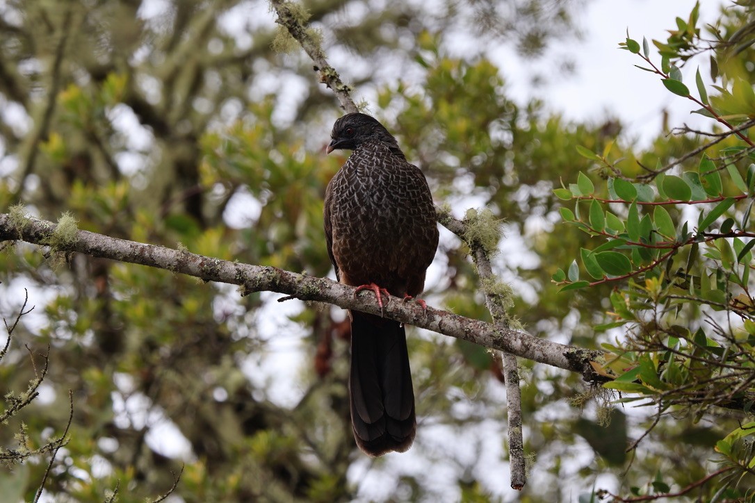 Andean Guan - ML643795440