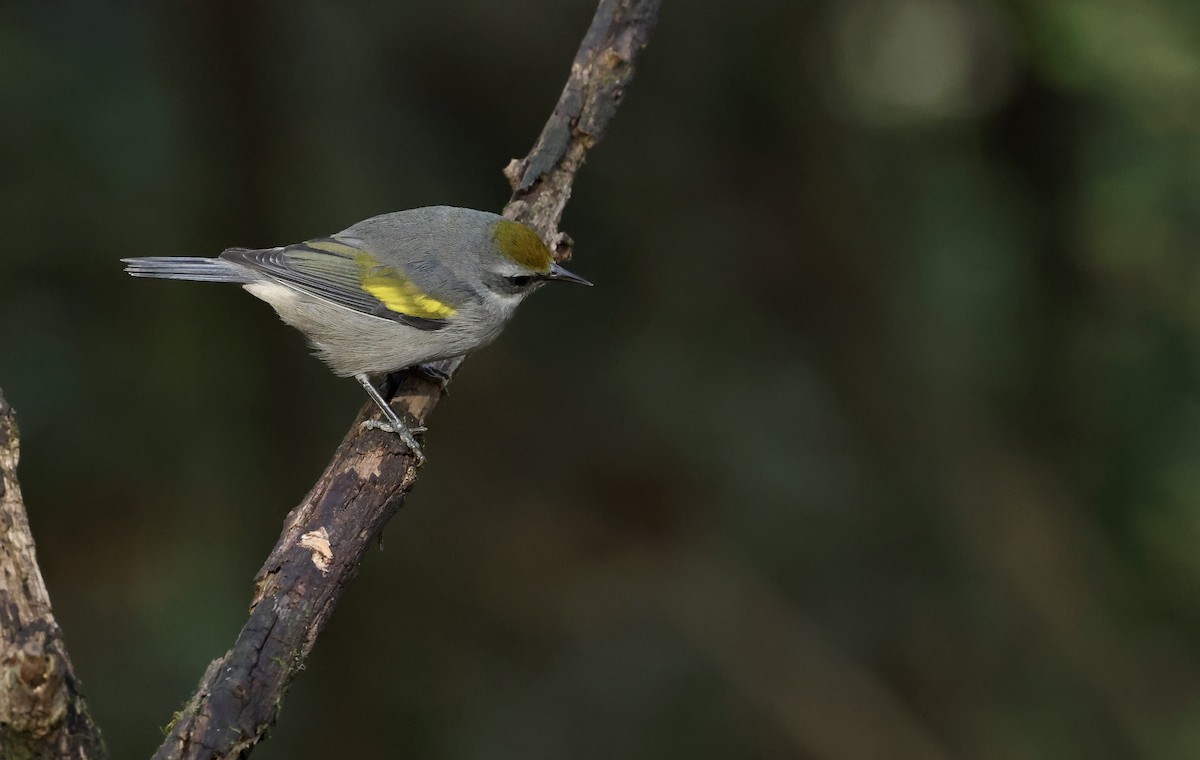 Golden-winged Warbler - ML643795441
