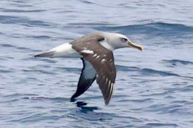 Bulleralbatros - ML643795447