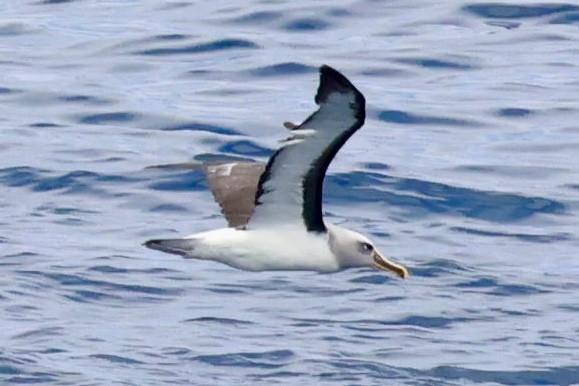 Bulleralbatros - ML643795448