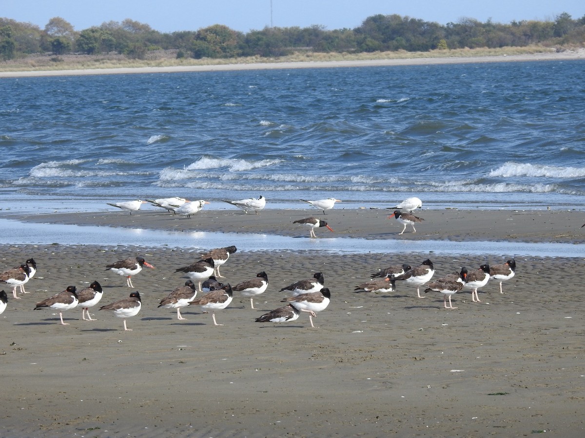 American Oystercatcher - ML643795453