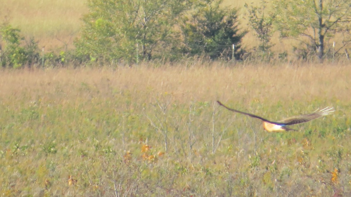 Northern Harrier - ML643795458