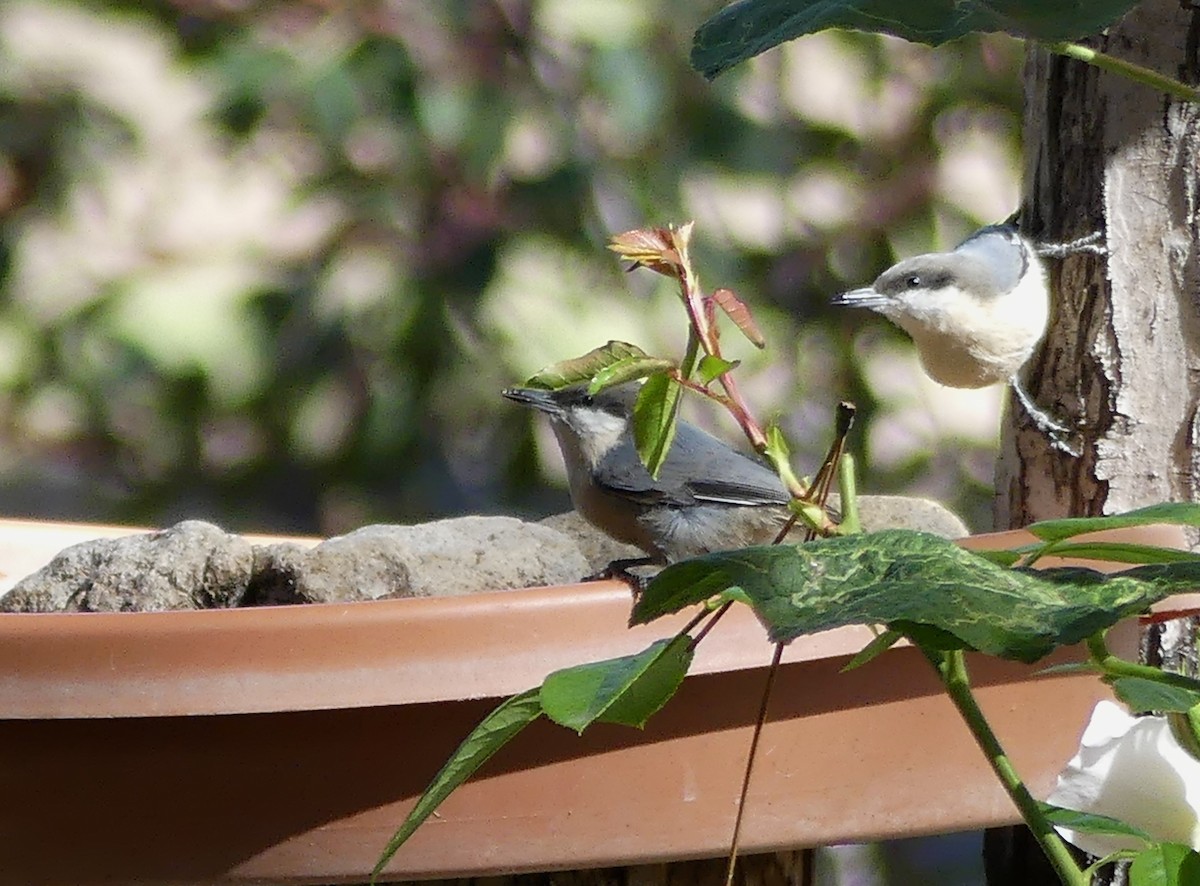 Pygmy Nuthatch - ML643795472