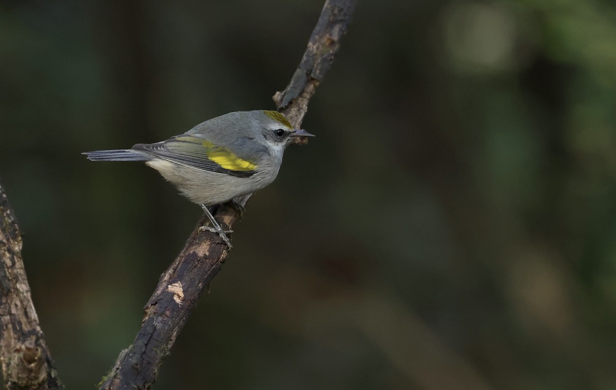 Golden-winged Warbler - ML643795475