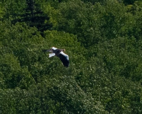 Steller's Sea-Eagle - ML643795480