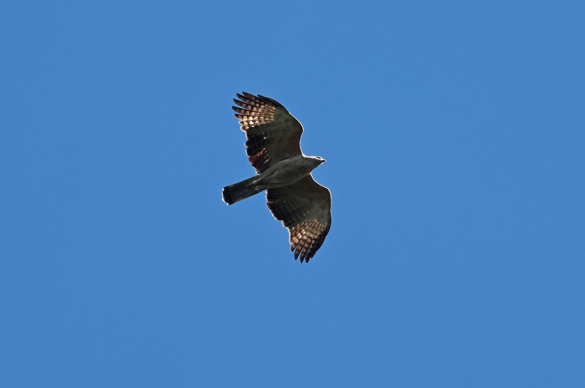 Águila Montañesa - ML643795487